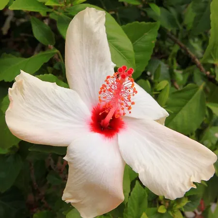 By The Sea Karbuni, Korcula - 9308 * Prizba
