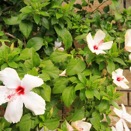 By The Sea Karbuni, Korcula - 9308 Prizba